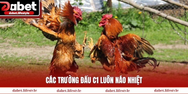 Các trường đấu C1 luôn náo nhiệt