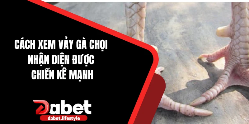 Cách xem vảy gà chọi
