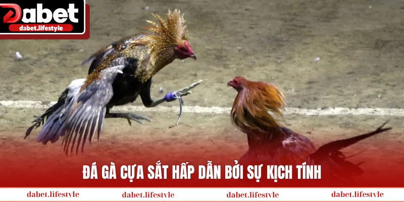 Đá gà cựa sắt hấp dẫn bởi sự kịch tính