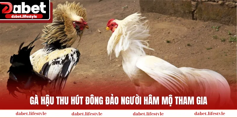 Gà Hậu thu hút đông đảo người hâm mộ tham gia