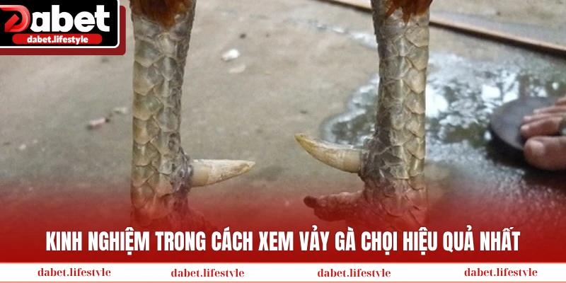 Kinh nghiệm trong cách xem vảy gà chọi hiệu quả nhất