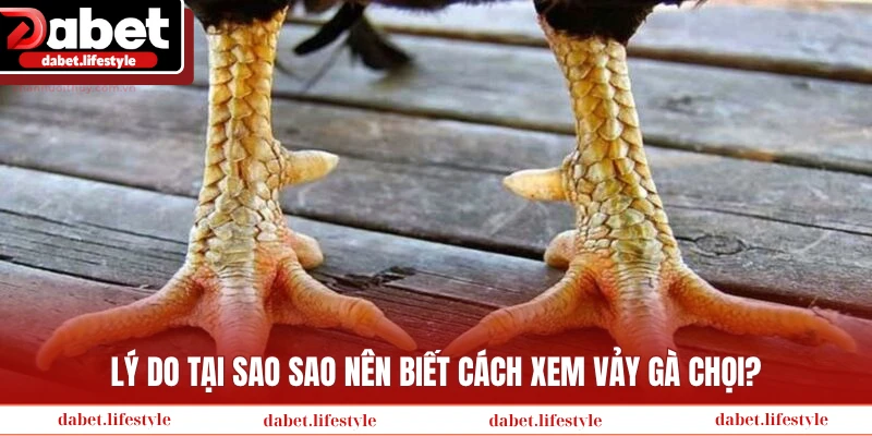Lý do tại sao sao nên biết cách xem vảy gà chọi?