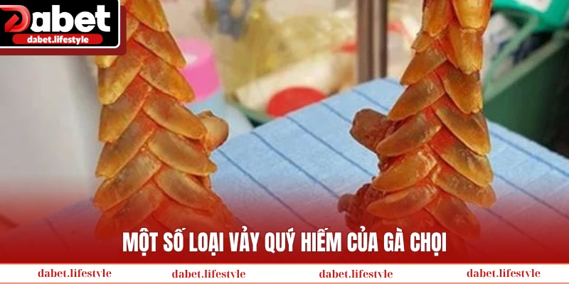 Một số loại vảy quý hiếm của gà chọi