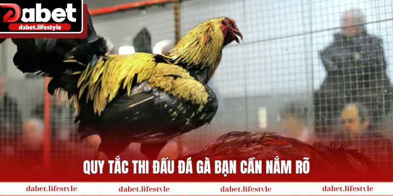 Quy tắc thi đấu đá gà bạn cần nắm rõ