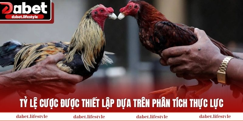 Tỷ lệ cược được thiết lập dựa trên phân tích thực lực